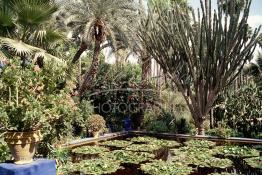 Image du Maroc Professionnelle de  Le Jardin Majorelle une pure merveille crée par le peintre français Jacques Majorelle, qui a eu le coup de foudre pour Marrakech. Yves Saint Laurent et Pierre Bergé font l’acquisition de ce havre de paix durant les années quatre-vingt où Yves Saint Laurent dessina plusieurs pièces. son voeux était de faire de ce parc une œuvre d’art vivante. On y découvre des plantes provenant des cinq continents, yuccas d’Océanie, lotus d’Asie, cactus d’Amérique, palmiers d’Afrique et cyprès d’Europe …, à Marrakech le Lundi 18 Août 1997. ((Photo / Abdeljalil Bounhar) 